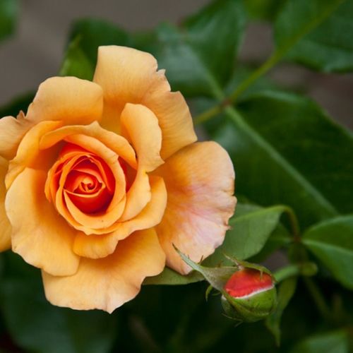Rosa Tequila® II - portocaliu - Trandafir copac cu trunchi înalt - cu flori în buchet - coroană tufiș